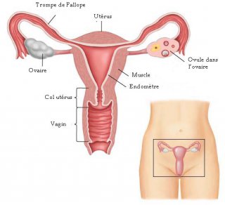 Guerison du papillomavirus